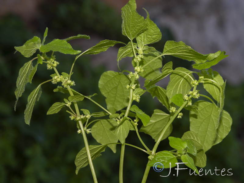 Parietaria mauritanica.04