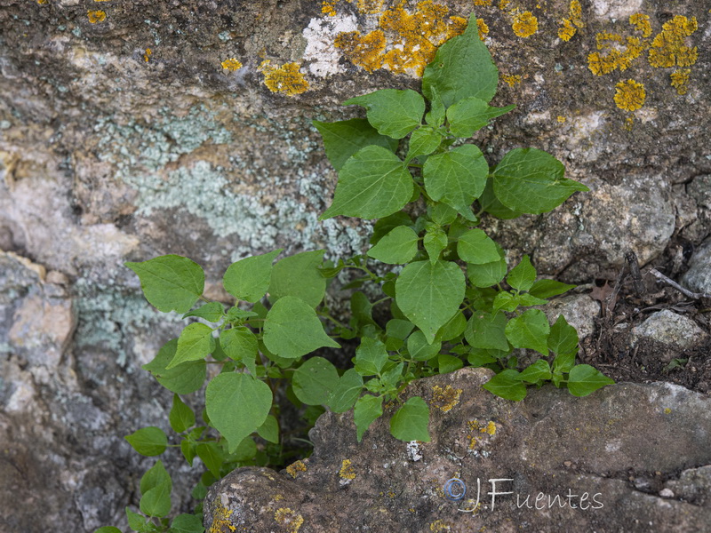 Parietaria mauritanica.23