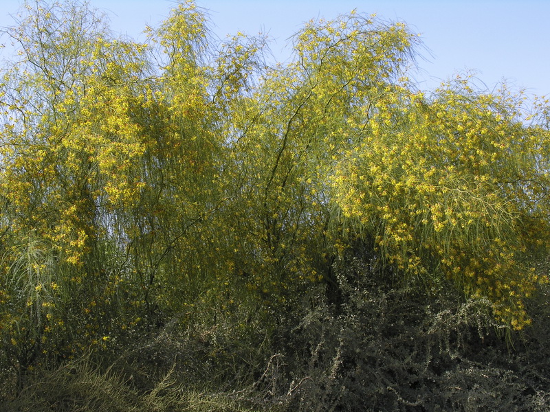 Parkinsonia aculeata.01