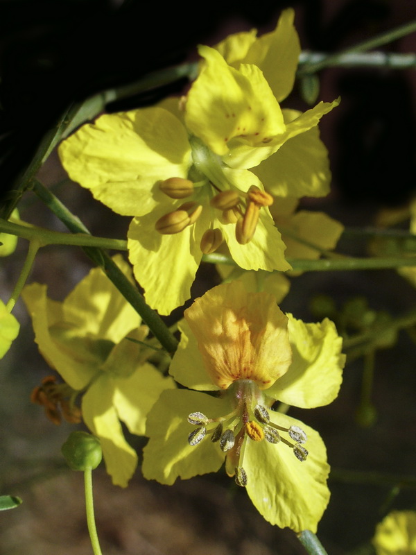 Parkinsonia aculeata.14