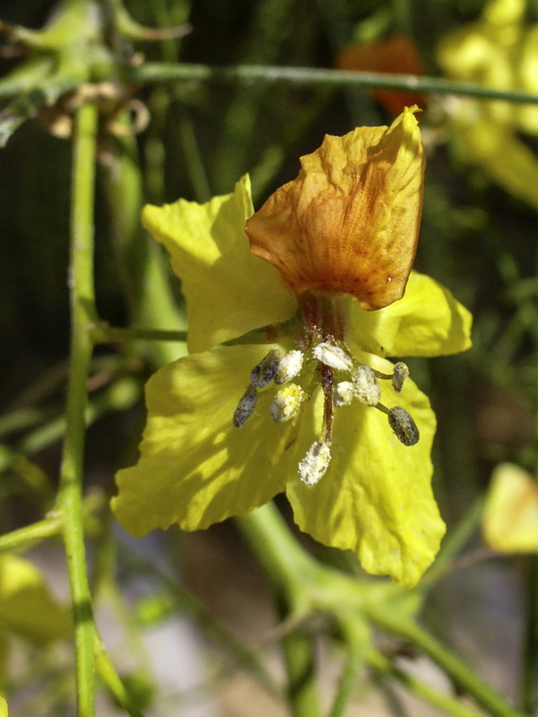 Parkinsonia aculeata.15