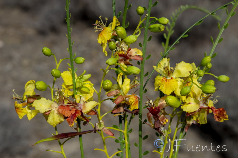 Parkinsonia aculeata.11