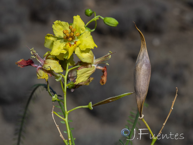 Parkinsonia aculeata.22