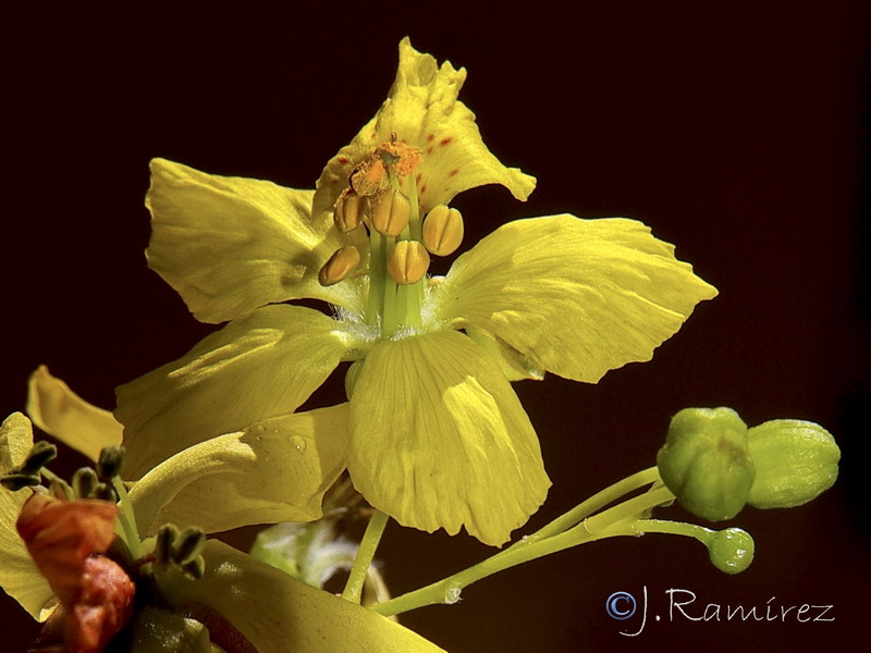 Parkinsonia aculeata.17