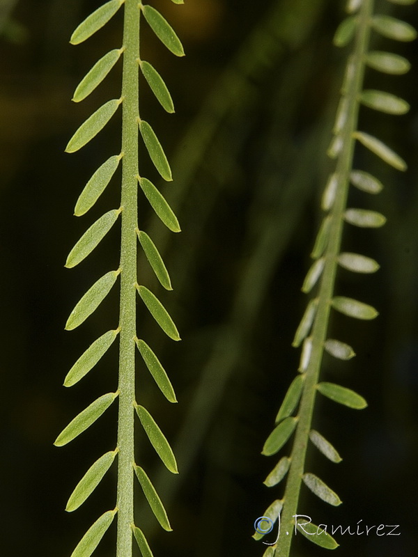 Parkinsonia aculeata.05