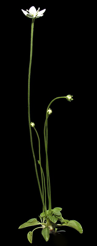 Parnassia palustris.03