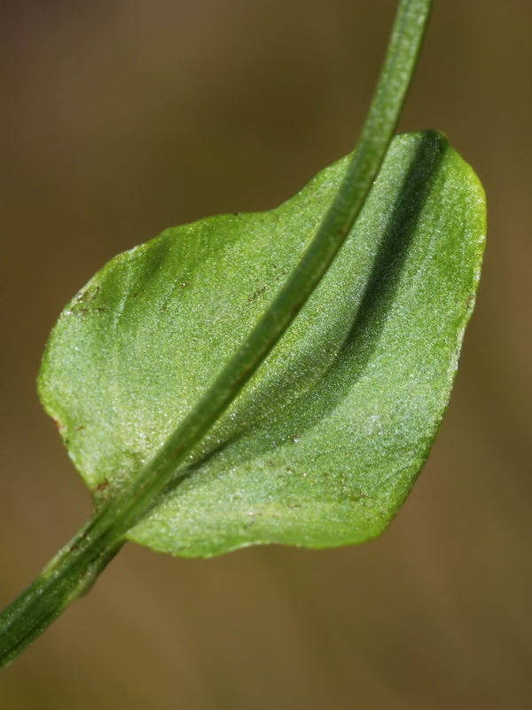 Parnassia palustris.06