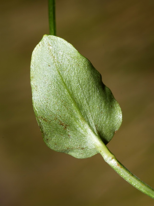 Parnassia palustris.07