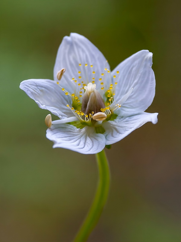 Parnassia palustris.09