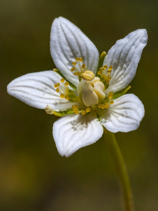 Parnassia palustris.10