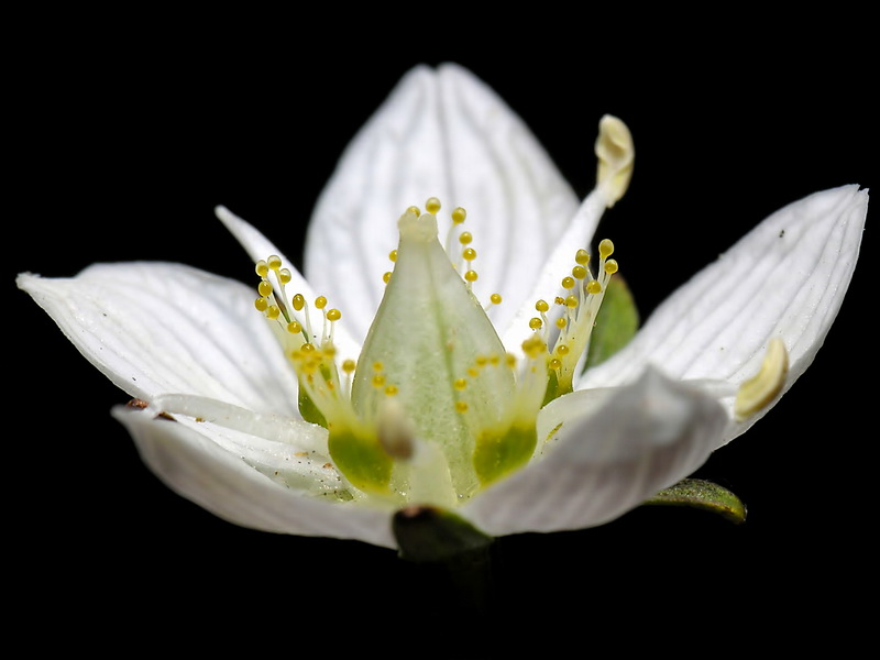 Parnassia palustris.19