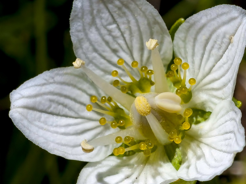 Parnassia palustris.20