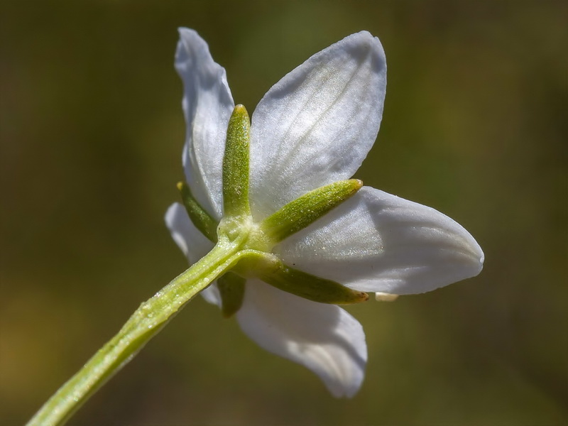 Parnassia palustris.22