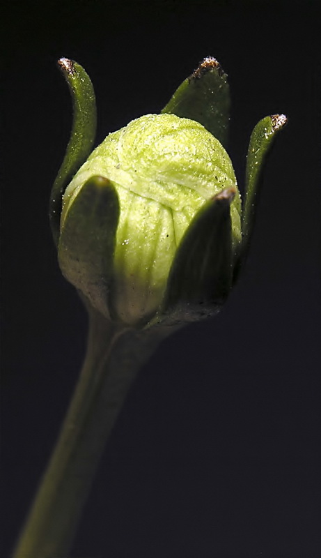 Parnassia palustris.24