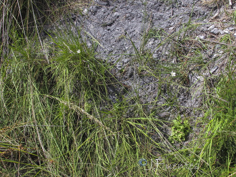 Parnassia palustris.25
