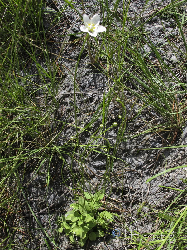 Parnassia palustris.26