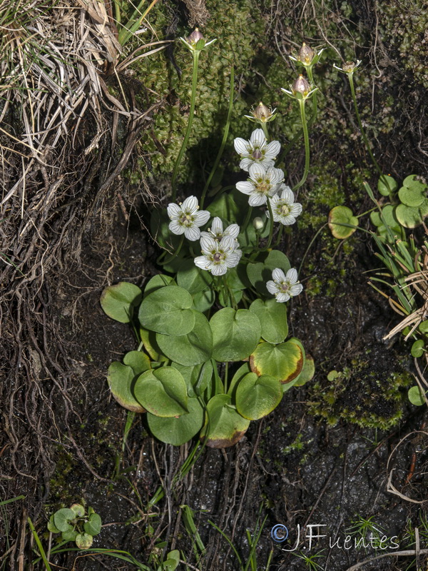 Parnassia palustris.25