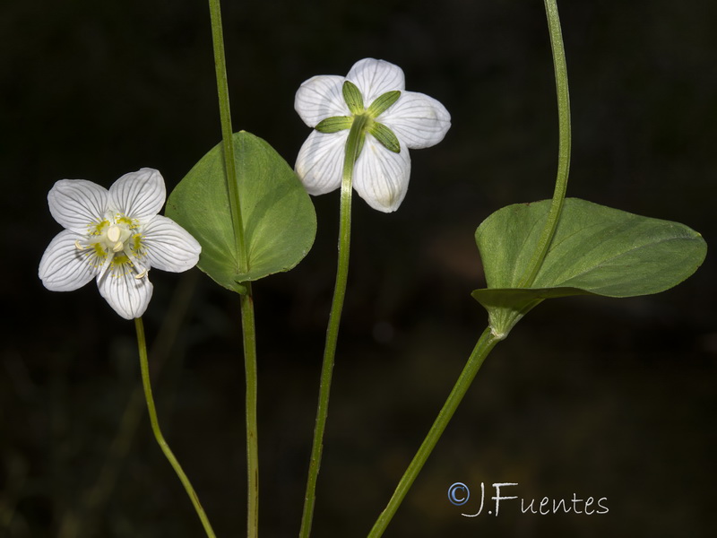 Parnassia palustris.06