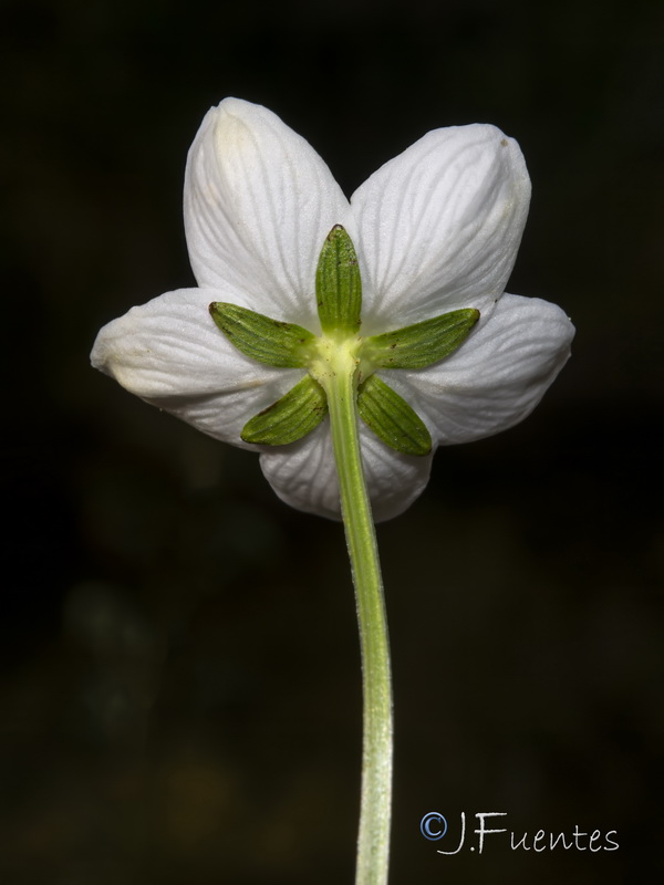 Parnassia palustris.22