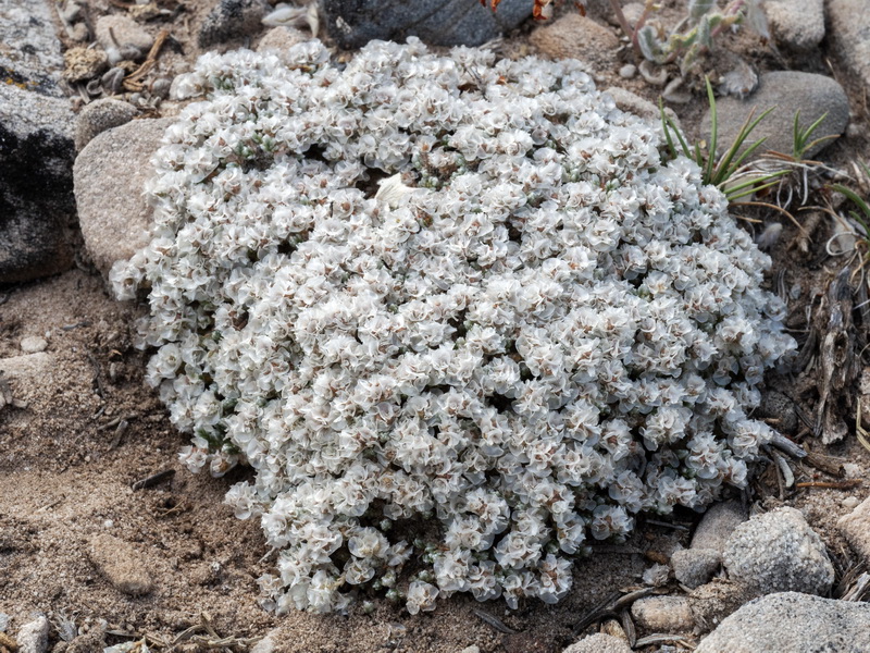 Paronychia aretioides.02