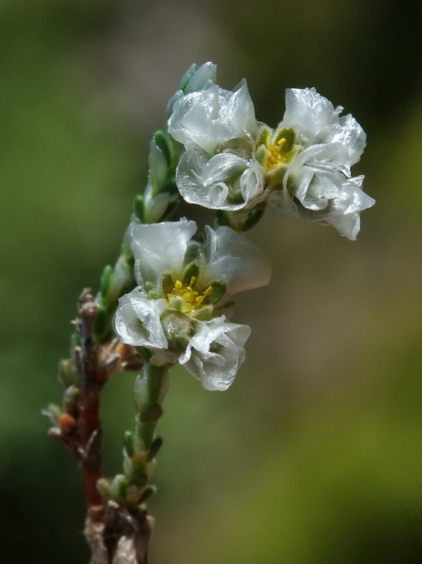 Paronychia aretioides.12