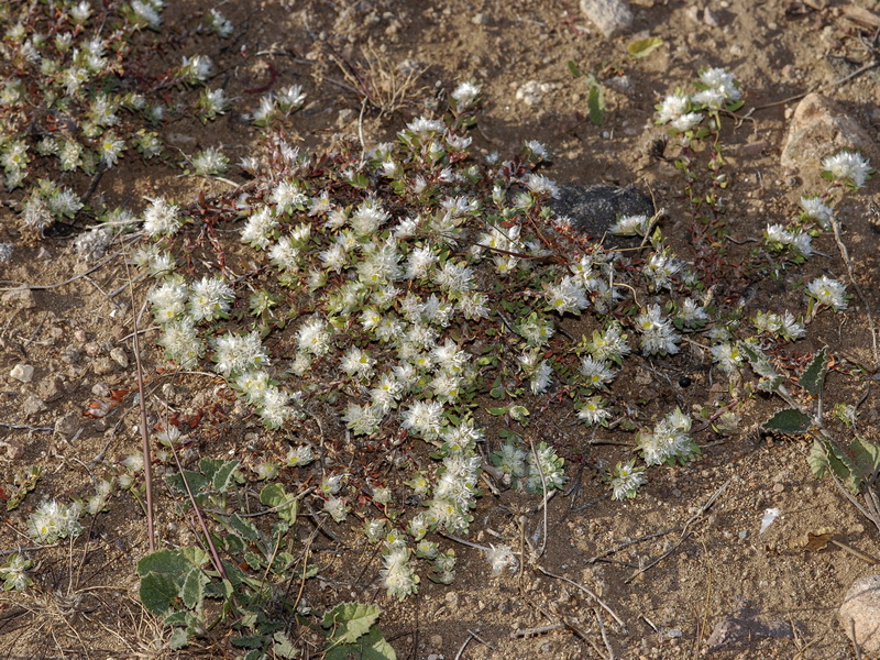 Paronychia argentea.01