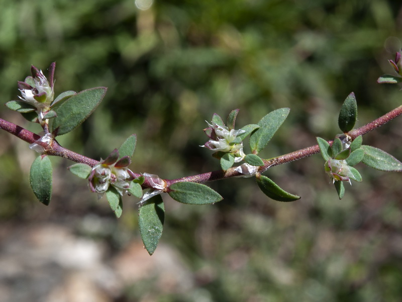 Paronychia argentea.07