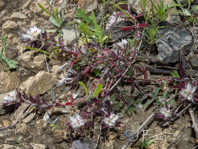 Paronychia argentea.19