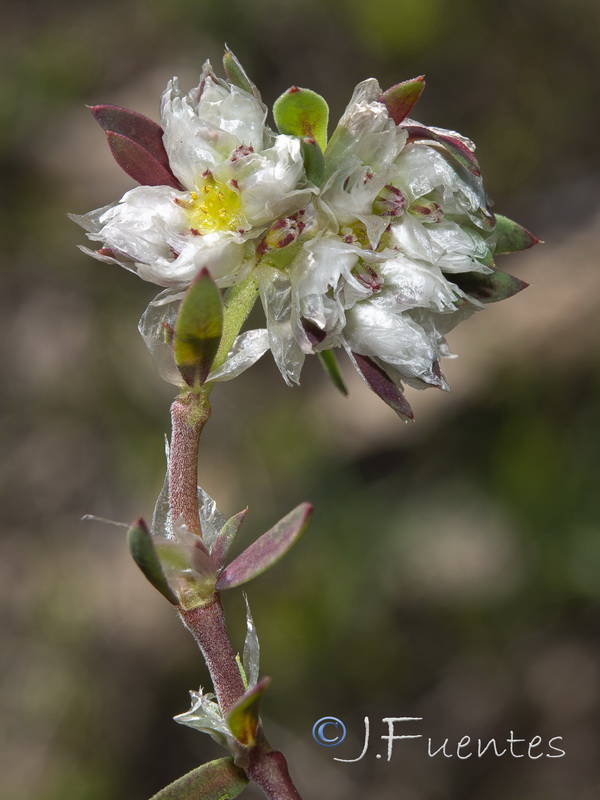 Paronychia argentea.21