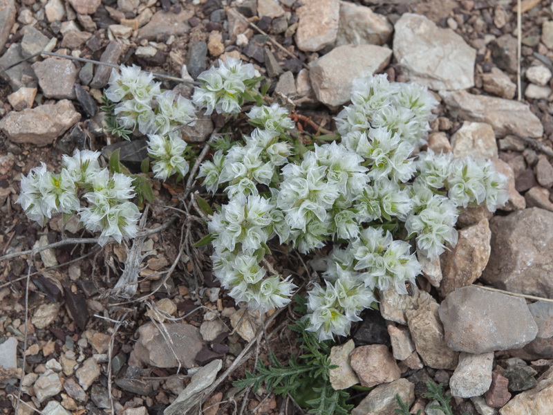 Paronychia capitata.01