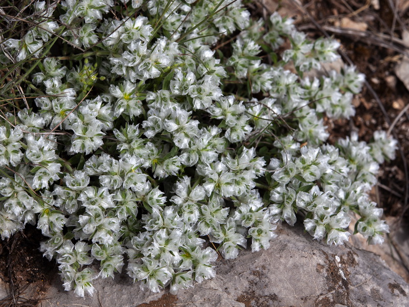 Paronychia capitata.02