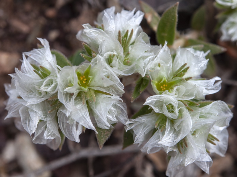 Paronychia capitata.05