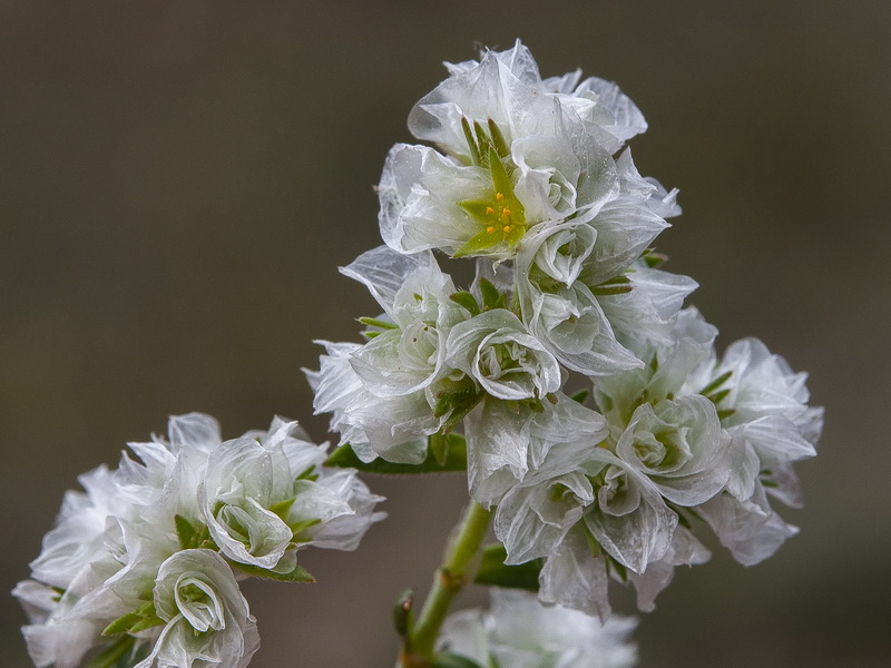 Paronychia capitata.06
