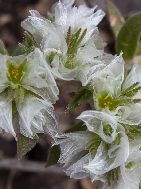 Paronychia capitata.07
