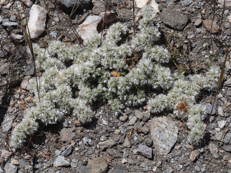 Paronychia chlorothyrsa chlorothyrsa.03