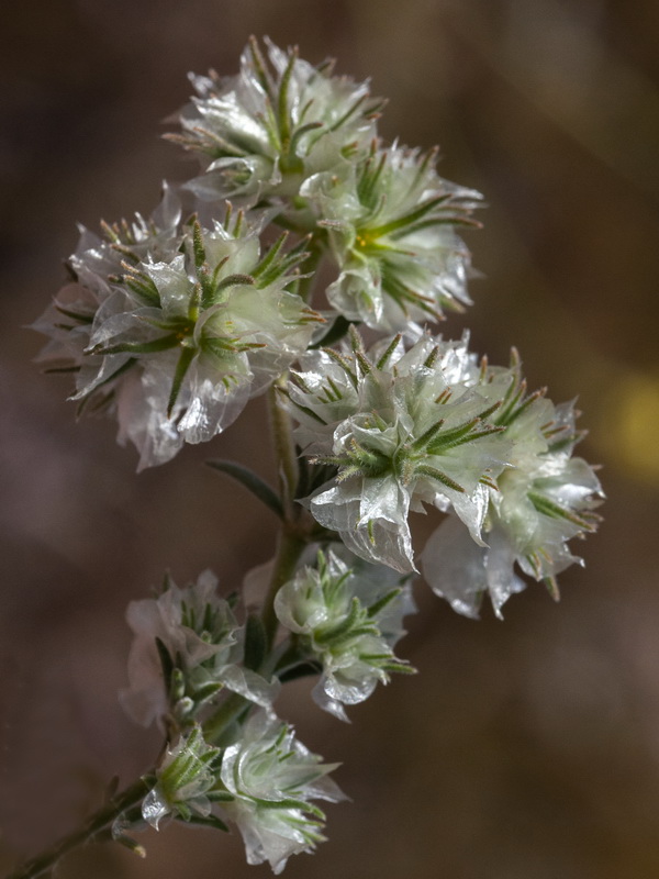 Paronychia chlorothyrsa chlorothyrsa.08