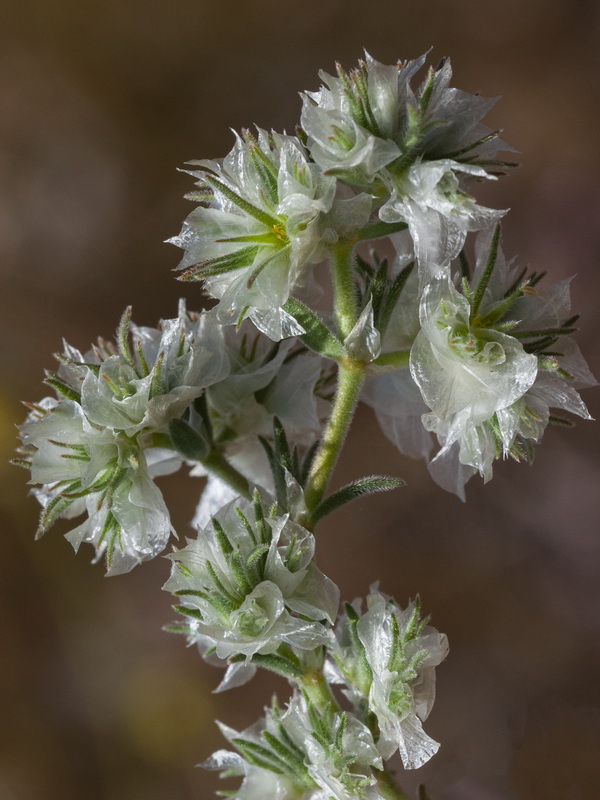 Paronychia chlorothyrsa chlorothyrsa.10