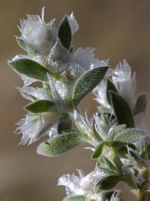 Paronychia chlorothyrsa chlorothyrsa.11