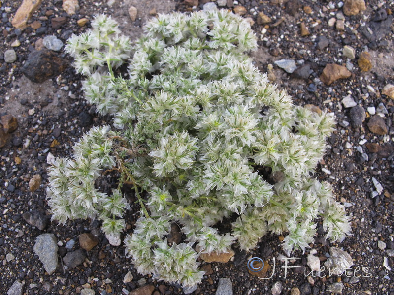 Paronychia chlorothyrsa chlorothyrsa.12