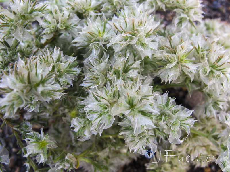 Paronychia chlorothyrsa chlorothyrsa.13