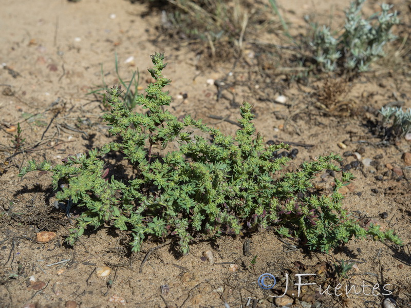 Paronychia echinulata.01