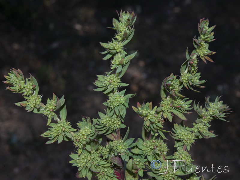 Paronychia echinulata.03