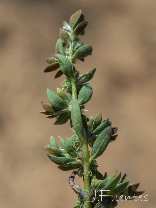 Paronychia echinulata.09