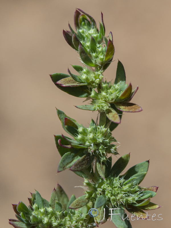 Paronychia echinulata.10