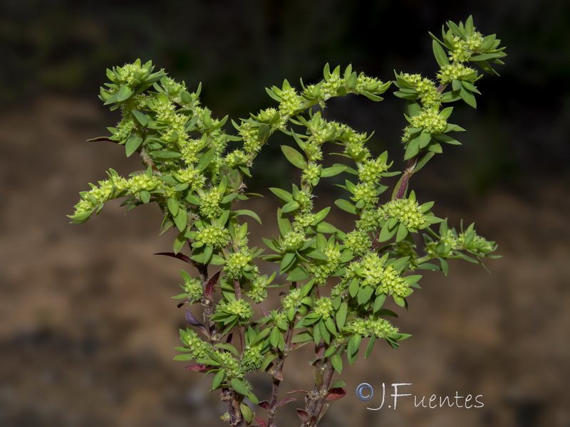 Paronychia echinulata.03