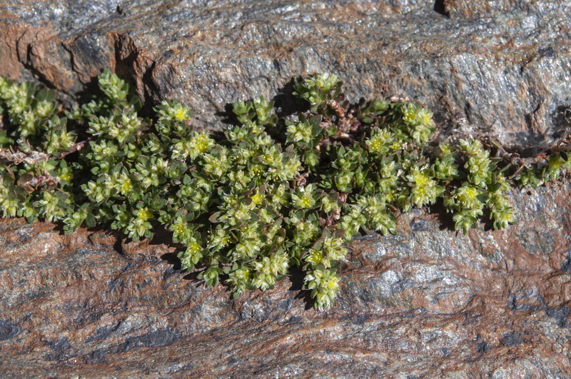 Paronychia polygonifolia.01