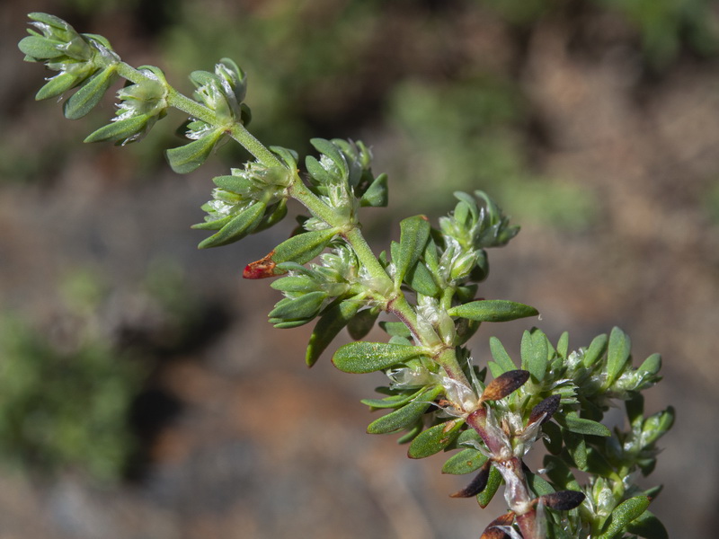 Paronychia polygonifolia.04