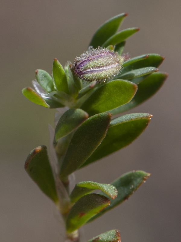 Paronychia polygonifolia.05