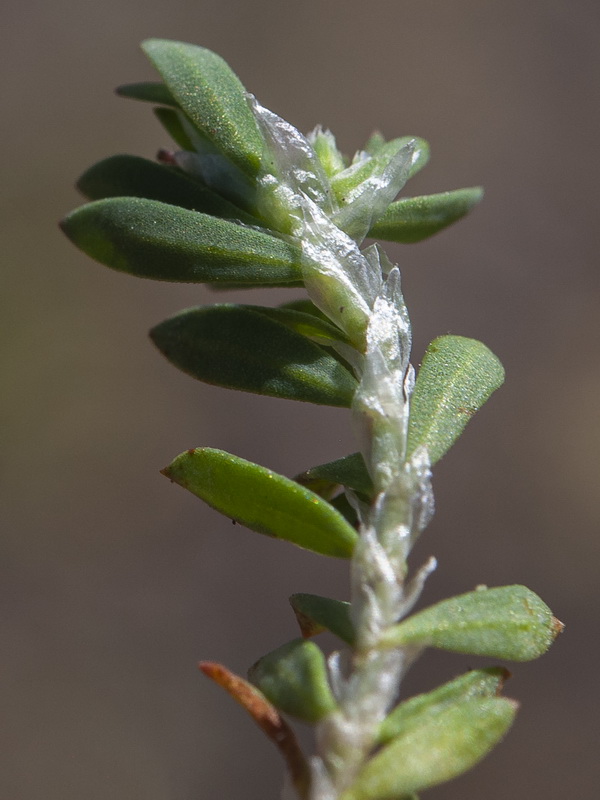 Paronychia polygonifolia.06