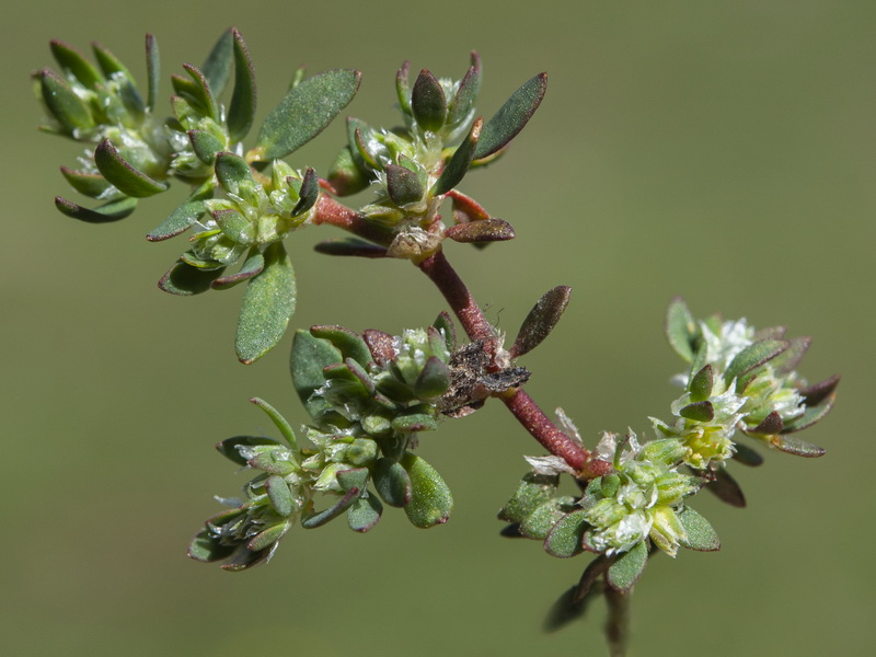 Paronychia polygonifolia.07